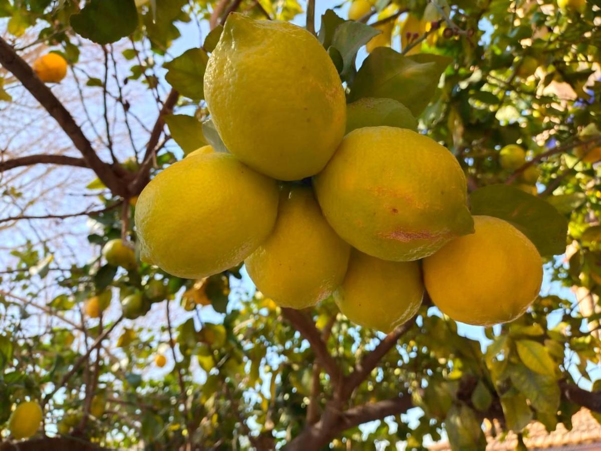 Casa Cortijo Olivar セビリア エクステリア 写真